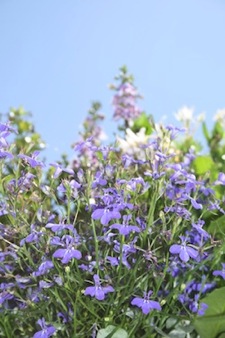 lobelia