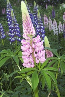 lupin